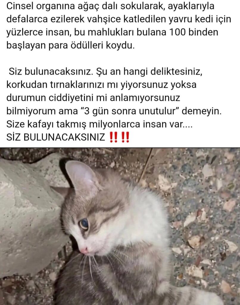 WhatsApp-Image-2026-08-27-at-15.09.07-806x1024 KAPLUMBAĞA VE KEDİ VAHŞETİNE BÜYÜK TEPKİ: "MİNİK CANLAR İÇİN ADALET İSTİYORUZ"